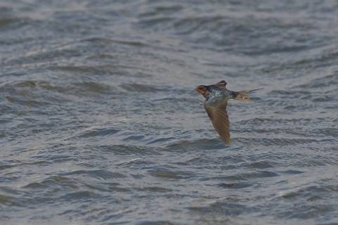 Barn Swallow - Rauchschwalbe - Hirundo rustica ssp. rustica, Portugal, adult female
