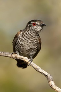 Little Bronze Cuckoo (Chrysococcyx minutillus) male, Western Australia, Australia