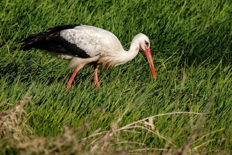 White Stork (Ciconia ciconia), on field, Galicia, Spain