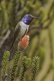 Ecuadorian Hillstar (Oreotrochilus chimborazo), Ecuador