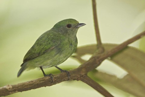 Blue-crowned Manakin (Lepidothrix coronata) female, Ecuador
