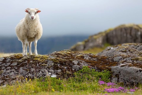 Sheep, Iceland, animal, animals, mammals, Icelandic sheep, resting, Kálfafellsstaður, Austurland,