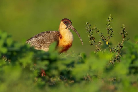 Buff-necked Ibis (Theristicus caudatus) feeding in a wetland area in the Pantanal region of Brazil