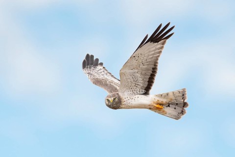 Northern Harrier (Circus hudsonius) flying, Texas, USA