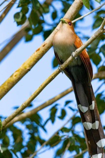 Squirrel Cuckoo (Piaya cayana) Pantanal Brazil