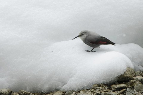 Wallcreeper (Tichodroma muraria)