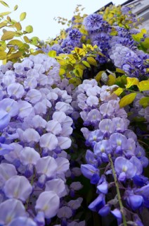 Chinese wisteria (Wisteria sinensis), Chinese blue rain, Chinese wisteria, wisteria wisteria,