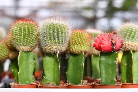 SMall different grafted cacti. Two different species of cacti combined together to form a single