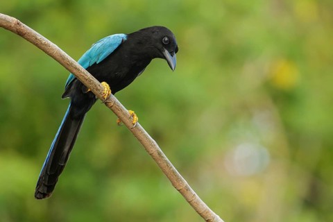 Yucatan Jay (Cyanocorax yucatanicus) perched on a brnach near Cancun on the Yucatan Peninsula of