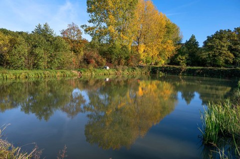Autumnal poplars (Populus) in front of a carp pond, Beerbach, Middle Franconia, Bavaria, Germany