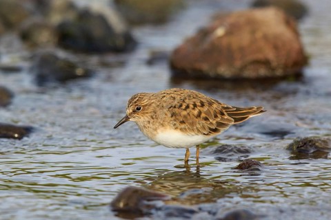 Temminck's Stint (Calidris temminckii), Greece