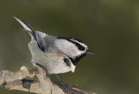 Mountain Chickadee (Poecile gambeli), New Mexico, USA