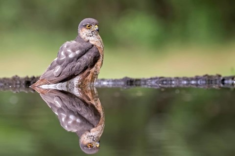 Eurasian Sparrowhawk (Accipiter nisus) male at waterhole, Hungary