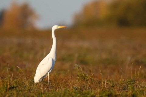 Great Egret (Ardea alba) foraging, North Rhine-Westphalia, Germany