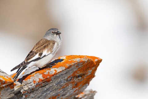 Snowfinch (Montifringilla nivalis), Valais, Switzerland