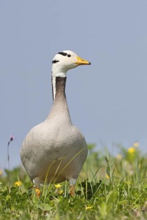 Bar-headed Goose (Anser indicus), Austria