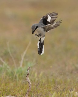 Loggerhead Shrike (Lanius ludovicianus), Utah, USA