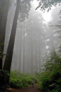 Coast redwood (Sequoia sempervirens)