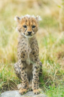Cheetah (Acinonyx jubatus) youngster sitting on the ground, captive, occurrence Africa