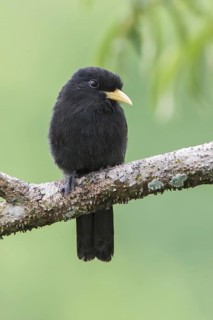 Yellow-billed Nunbird (Monasa flavirostris) perched on a branch in Ecuador, South America