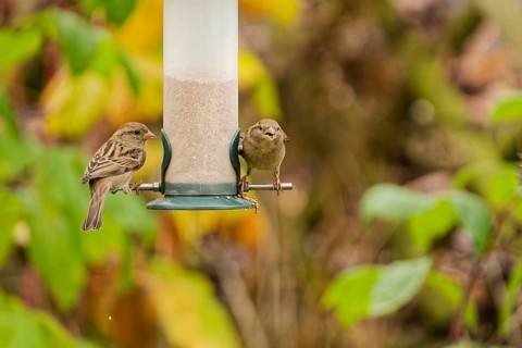 Two house sparrows (Passer domesticus) feeding on seeds at a hanging garden bird feeder, colorful