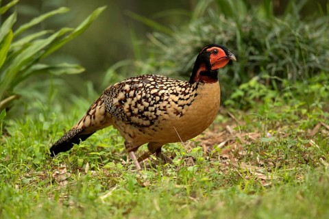 Cabot's Tragopan (Tragopan caboti) male perched on the ground, Fujian, China