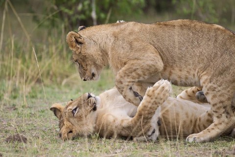 African Lion (Panthera leo) two cubs playing, Masai Mara, Kenya