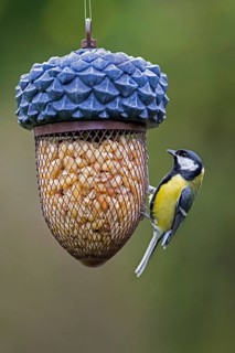 Great tit (Parus major) eating peanuts from bird feeder, birdfeeder in garden in winter