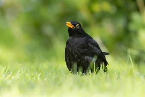 Eurasian blackbird (Turdus merula) adult male garden bird calling on a grass lawn in spring,