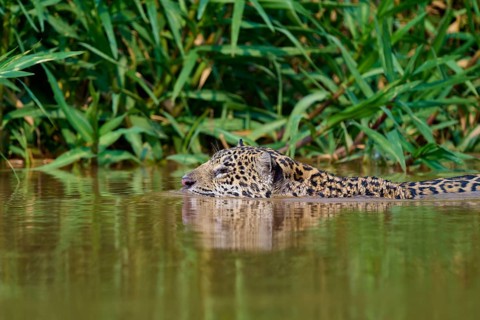 A jaguar swims through the green water of a dense jungle, Jaguar (Panthera onca), Pantanal, Mato