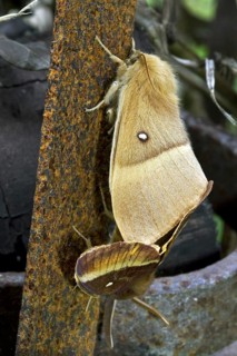 Oak Eggar (Lasiocampa quercus) moths mating