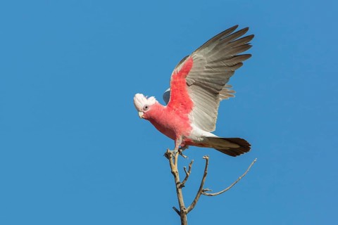 Galah (Eolophus roseicapilla kuhli) landing on a tree top, Queensland, Australia