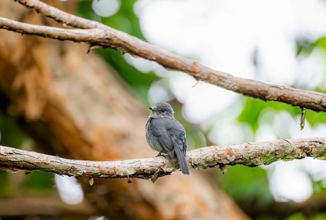 Mountain Drongo Flycatcher (Melaenornis fischeri) sitting on a branch, Mgahinga Gorilla National