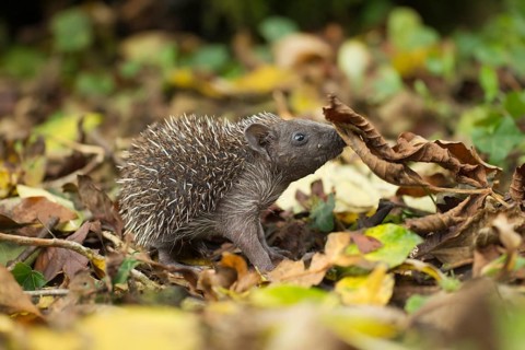 European hedgehog (Erinaceus europaeus) juvenile baby hoglet animal in a garden in autumn, England,