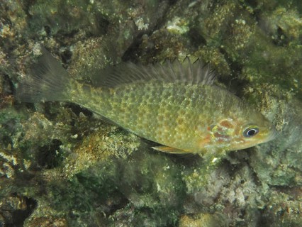 Pumpkinseed sunfish (Lepomis gibbosus) swimming near an algae-infested surface. Dive site Riff