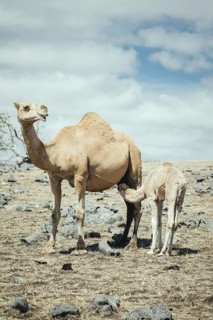 Camels (camelus dromedarius) grazing on a plateau on a cliff, Dalkut, Dhofar, Oman