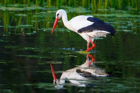 White Stork (Ciconia ciconia) foraging, North Rhine-Westphalia, Germany