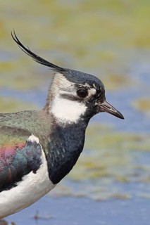 Lapwing (Vanellus vanellus), splendid plumage, animal portrait, wildlife, Lembruch, Ochsen Moor,