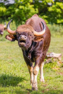 Portrait of a male Gaur (Bos gaurus gaurus) on a green meadow