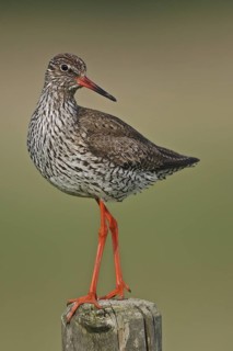 Common Redshank (Tringa totanus) male, Lower Saxony, Germany