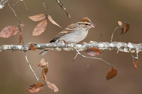 Chipping Sparrow (Spizella passerina) perched on a branch, Texas, USA