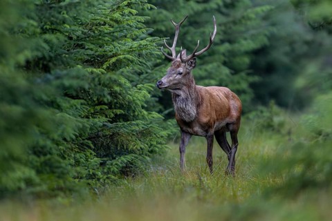 In focus, a red deer (Cervus elaphus) crosses a forest aisle, rutting season, September, Denmark