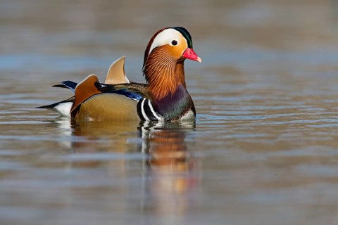 Mandarin duck, (Aix galericulata), animals, birds, duck birds, male, drake, forest park, Mannheim,