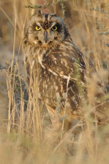 Short-eared Owl (Asio flammeus), India