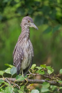 Nachtreiher, Nycticorax nycticorax Night Heron, Nycticorax nycticorax