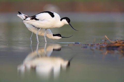Pied Avocet (Recurvirostra avosetta) pair displaying, Texel, Netherlands