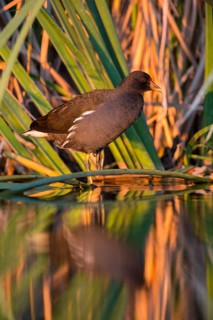 Common Moorhen (Gallinula chloropus), Castile-La Mancha, Spain