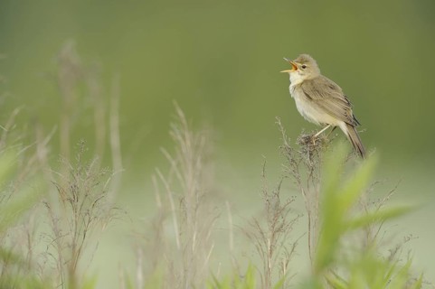 Marsh Warbler (Acrocephalus palustris) singing, North Rhine-Westphalia, Germany