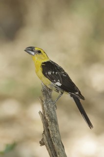 Yellow Grosbeak (Pheucticus chrysopeplus) male, California, USA