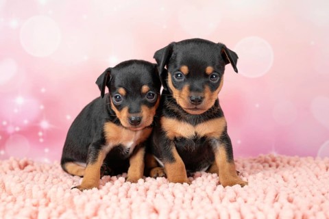 A charming portrait of two young Toy Terrier puppies, sitting together on a soft pink blanket in a